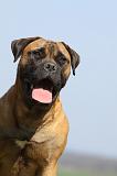 BULLMASTIFF 483